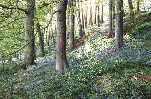Bluebells and Ramsons -Yorkshire Dales. Keith Melling