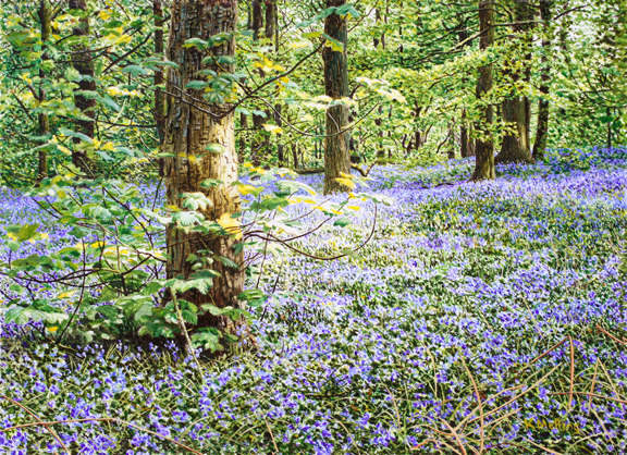 Copy Clough Wood - Lancashire. Keith Melling