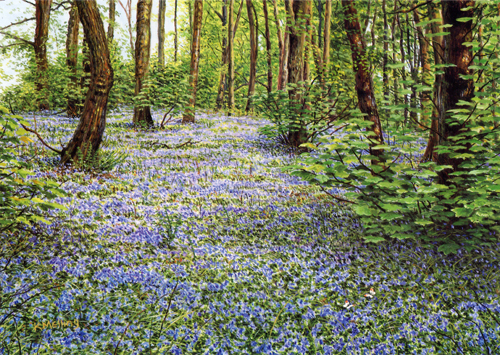 Orange Tips - Lancashire. Keith Melling
