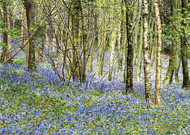 Old Orchard Wood - Lake District. Keith Melling