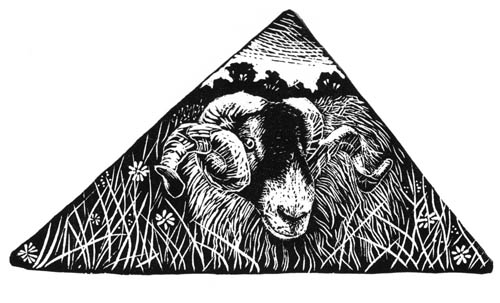 A Swaledale Tup - Yorkshire Dales. Wood Engraving. Keith Melling